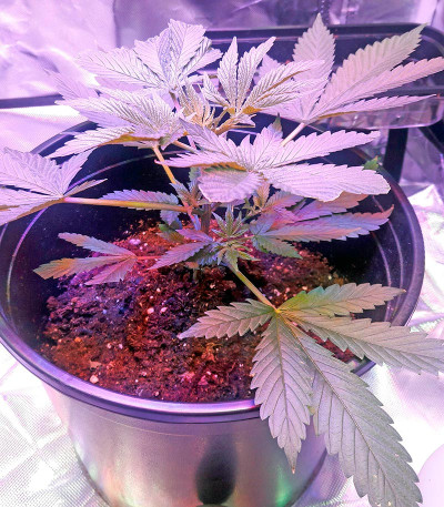 00 Kush fem (00 Seeds) семена конопли