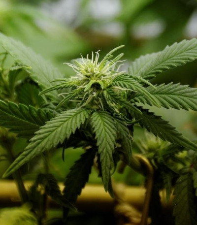 Allkush fem (Paradise Seeds) семена конопли