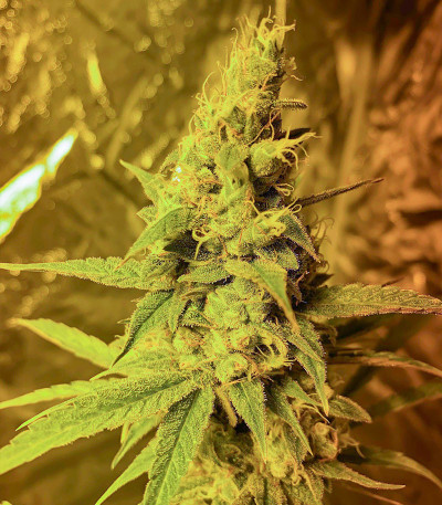 Auto Gelato #33 fem (Advanced Seeds) семена конопли