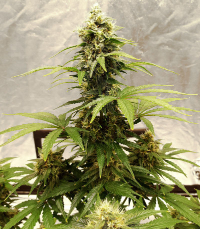 Auto Lemon Kix fem (Dutch Passion) семена конопли