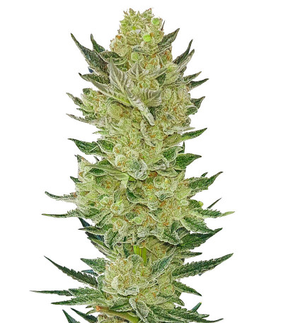 Auto Somango Glue fem (Advanced Seeds) семена конопли