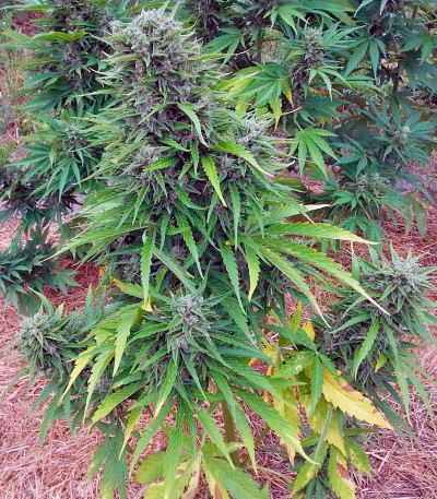 Auto Jack fem (Paradise Seeds) семена конопли