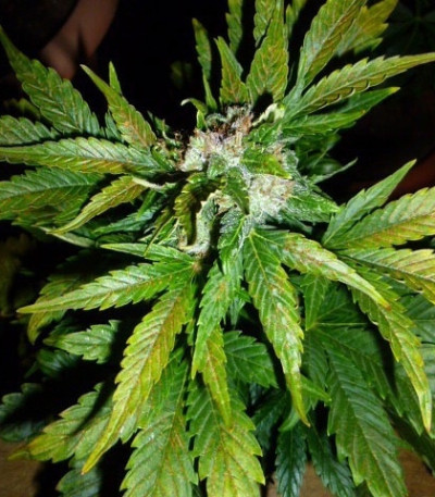 Auto Kush fem (Female Seeds) семена конопли