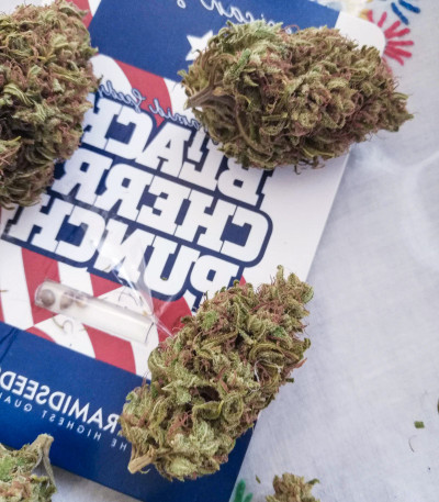 Black Cherry Punch fem (Pyramid Seeds) семена конопли