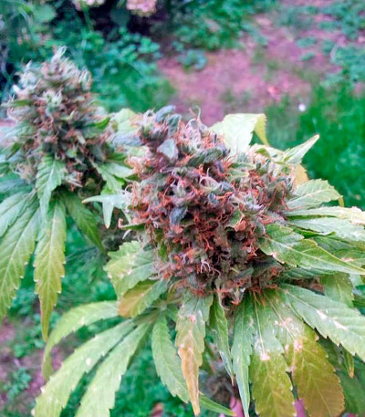Blackberry fem (Nirvana Seeds) семена конопли