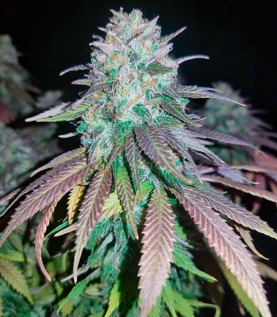 Blue Dream fem (Humboldt Seeds) семена конопли