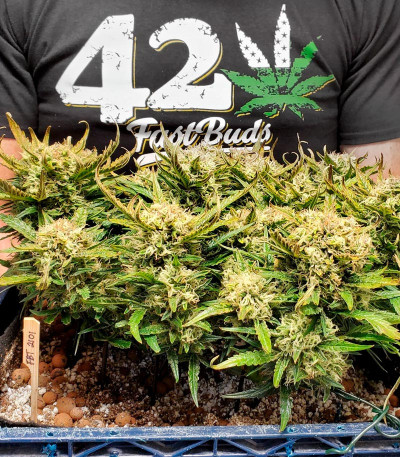 Bruce Banner Auto fem семена конопли