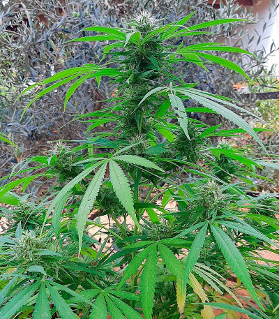 Critical XXL fem (Herbies Seeds) семена конопли