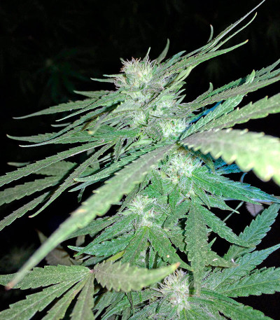 Critical Cheese fem (Dinafem Seeds) семена конопли