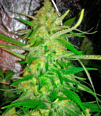 Dr Greenthumb’s Dedoverde Haze Auto fem семена конопли