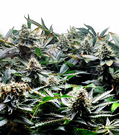 Girl Scout Cookies fem семена конопли