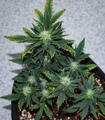 Gorilla Cookies Auto fem (FastBuds Seeds) семена конопли