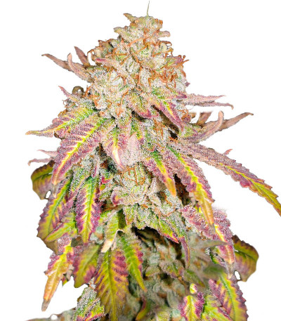Grandaddy Banner fem (AlphaFem Seeds) семена конопли