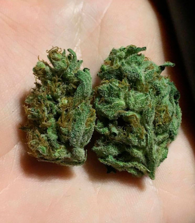 Kripple Shock fem (Dr. Krippling Seeds) семена конопли