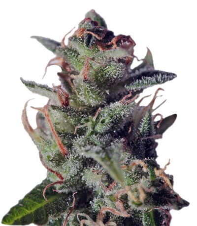 La Lybella fem семена конопли