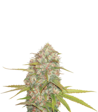 Lemon Skunk reg (DNA Genetics) семена конопли