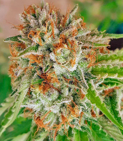 Mango Sapphire fem семена конопли