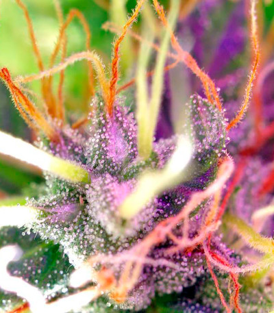 Master Kush reg (Nirvana Seeds) семена конопли