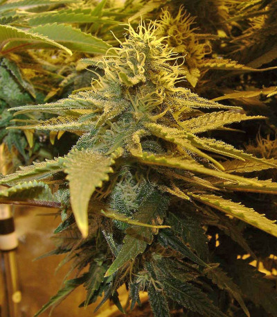 Nebula fem (Paradise Seeds) семена конопли
