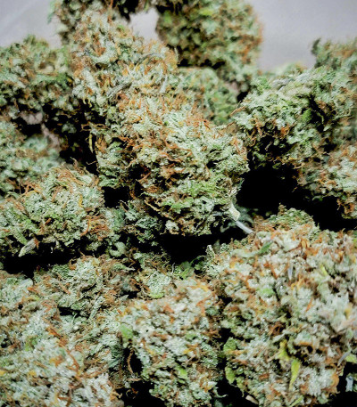 Original Trainwreck Auto fem (FastBuds) семена конопли