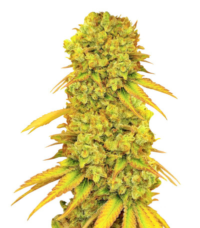 Pellezino Cookies fem (Original Sensible Seeds) семена конопли