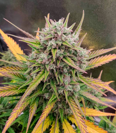Purple Punch OG XL Auto fem (Sweet Seeds) семена конопли