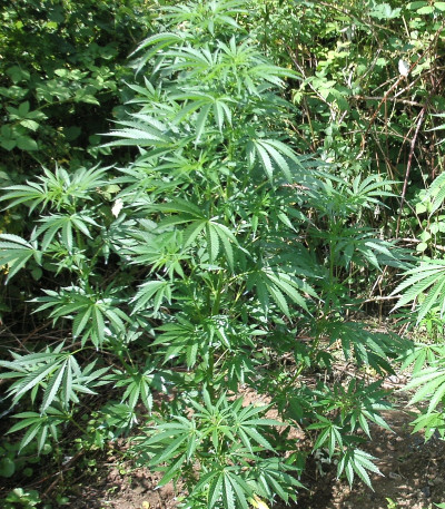 Purple Maroc fem (Female Seeds) семена конопли