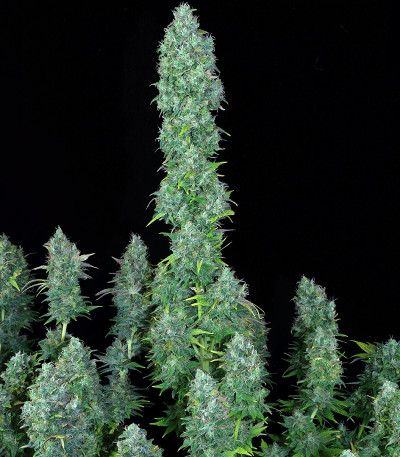 Serious Happiness reg (Serious Seeds) семена конопли