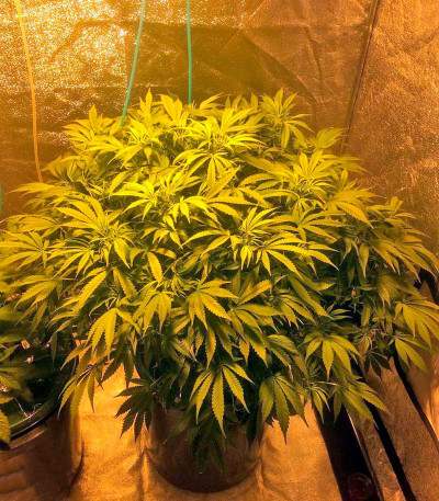 Serious Happiness reg (Serious Seeds) семена конопли