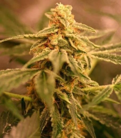 Snow Storm #2 (Dutch Passion) семена конопли