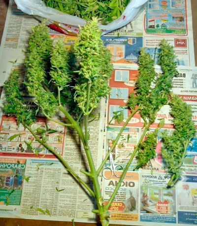Speedy Gonzales Auto (Speedy Boom Auto) fem семена конопли