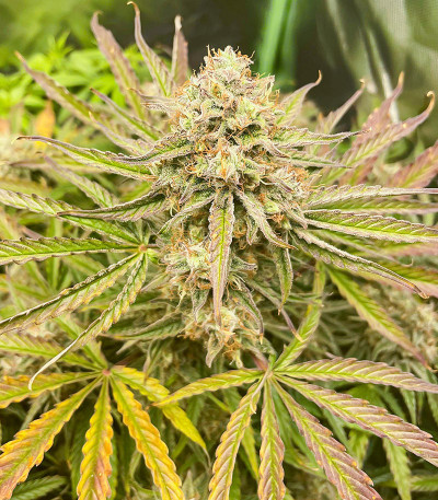 Apollo F1 Auto fem (RQS) семена конопли