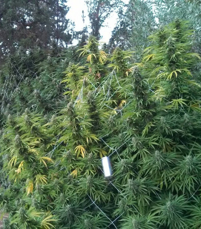 Bubblicious fem (Resin Seeds) семена конопли