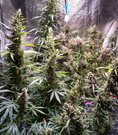 Gelato Auto fem (FastBuds) семена конопли