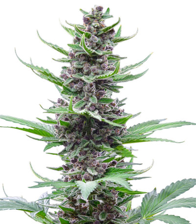 Tropicana Cookies Auto fem (FastBuds) семена конопли