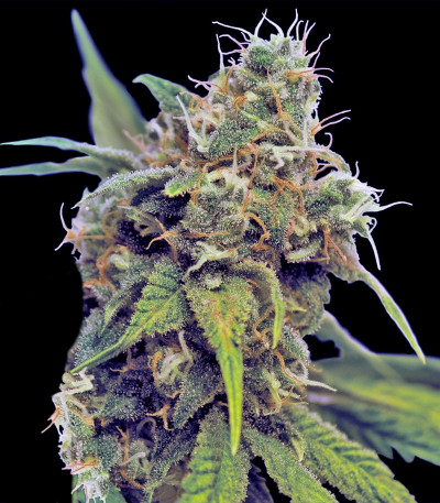 Utopia Haze fem (Barney's Farm) семена конопли