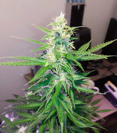 Auto Northern Delights fem (VIP seeds) семена конопли