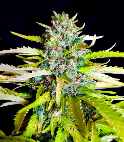 Семена конопли сорта AK-47