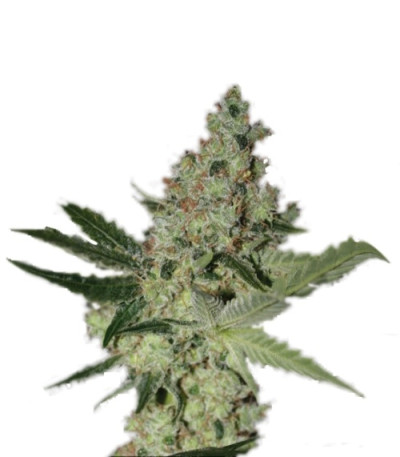 Acid fem (Paradise Seeds) семена конопли