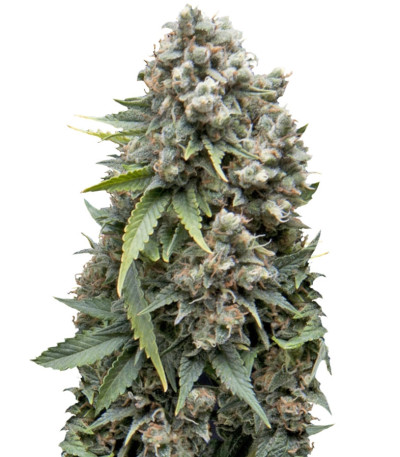 Ak 74 Auto fem (Trikoma Seeds) семена конопли