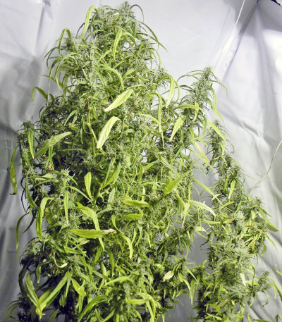 Семена марихуаны Arjan's Ultra Haze #1