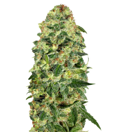 Auto California Kush fem (00 Seeds) семена конопли