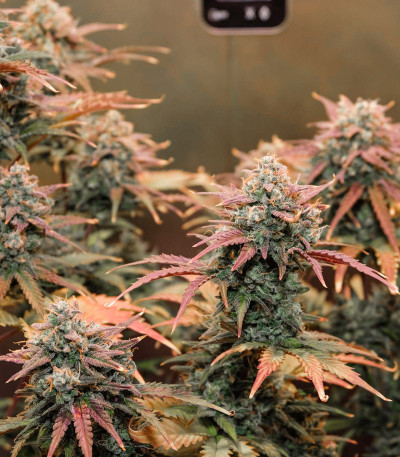 Auto Night Queen fem (Dutch Passion) семена конопли