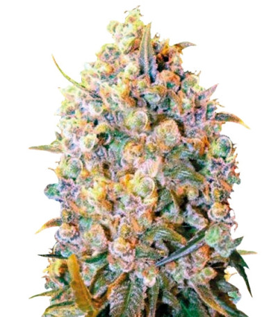 Bigger Bud fem семена конопли