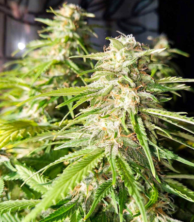 Baikal Express (Kalashnikov Seeds) семена конопли