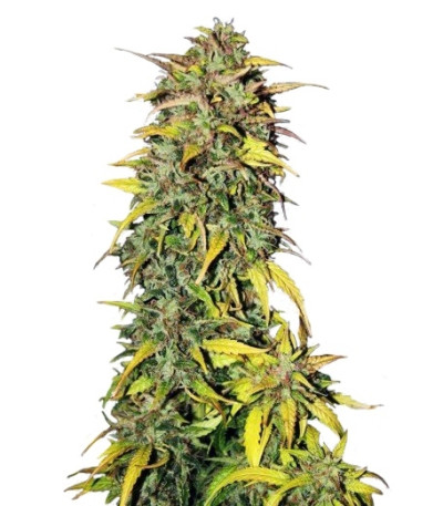 Black Jack Auto fem (Sweet Seeds) семена конопли