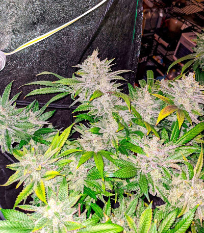 Семена конопли сорта Black Widow