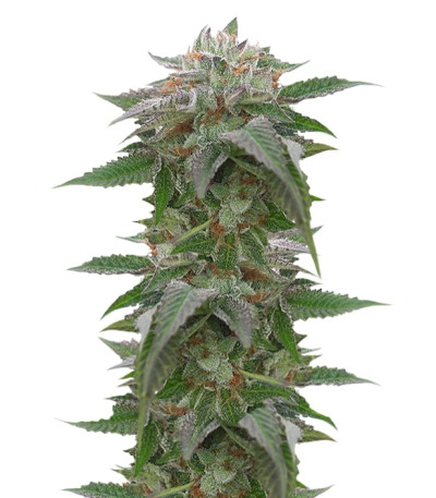 Bubba Kush 2.0 fem семена конопли