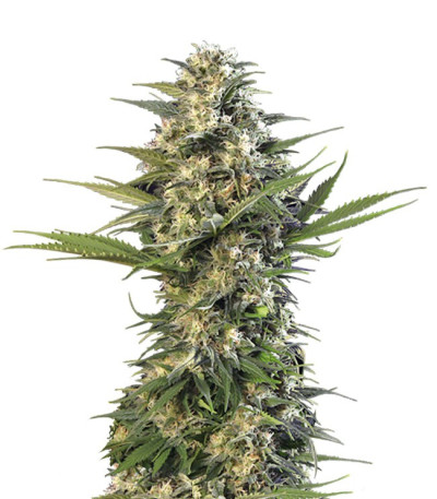 Buddha Kraken fem (Buddha Seeds) семена конопли