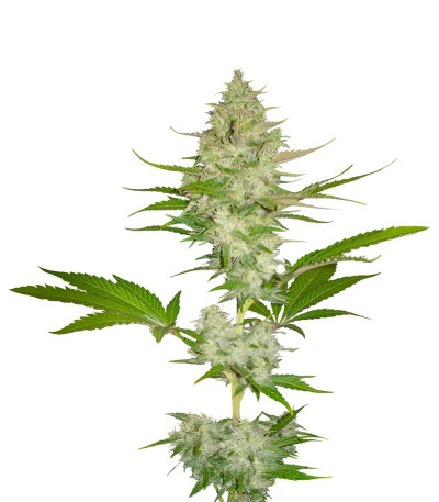 Candy Kush Express fem (Fast Flowering) семена конопли